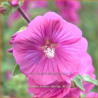 Lavatera &#039;Bredon Springs&#039; | Malva, Struikmalva