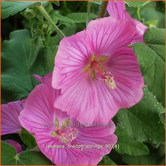 Lavatera &#039;Bredon Springs&#039; | Malva, Struikmalva