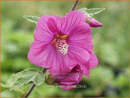 Lavatera &#039;Bredon Springs&#039; | Malva, Struikmalva