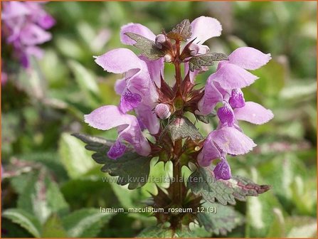 Lamium maculatum &#039;Roseum&#039; | Gevlekte dovenetel, Dovenetel | Gefleckte Taubnessel