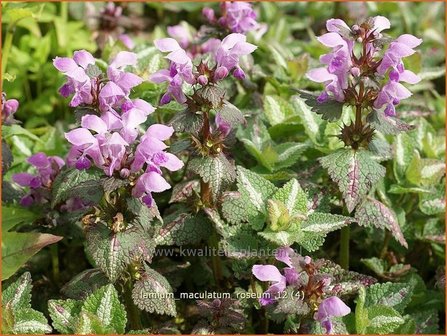 Lamium maculatum &#039;Roseum&#039; | Gevlekte dovenetel, Dovenetel | Gefleckte Taubnessel