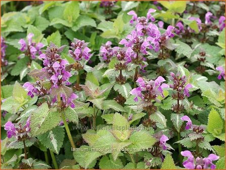 Lamium maculatum &#039;Roseum&#039; | Gevlekte dovenetel, Dovenetel | Gefleckte Taubnessel