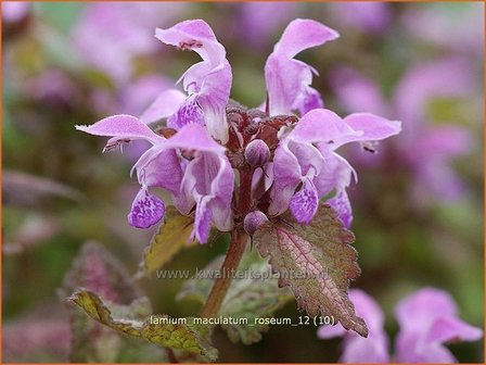 Lamium maculatum &#039;Roseum&#039; | Gevlekte dovenetel, Dovenetel | Gefleckte Taubnessel