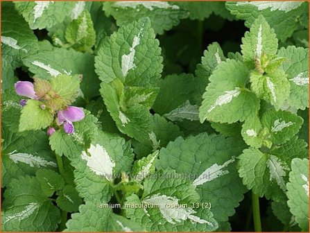 Lamium maculatum &#039;Roseum&#039; | Gevlekte dovenetel, Dovenetel | Gefleckte Taubnessel