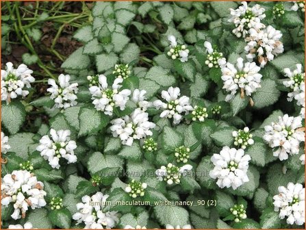 Lamium maculatum &amp;#39;White Nancy&amp;#39; | Gevlekte dovenetel, Dovenetel | Gefleckte Taubnessel