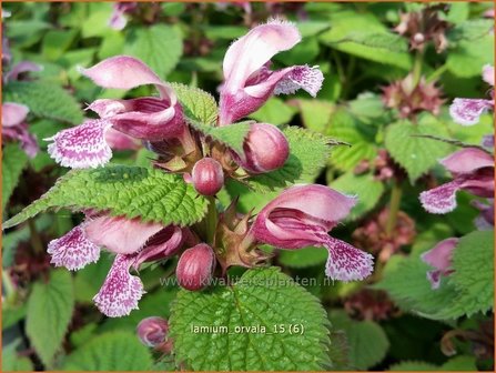 Lamium orvala | Grootbloemige dovenetel, Dovenetel