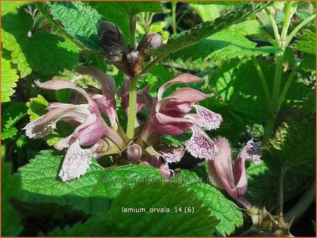 Lamium orvala | Dovenetel