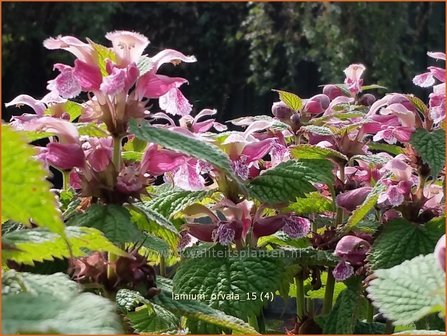 Lamium orvala | Grootbloemige dovenetel, Dovenetel