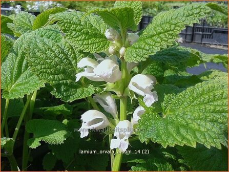 Lamium orvala &#039;Album&#039; | Dovenetel