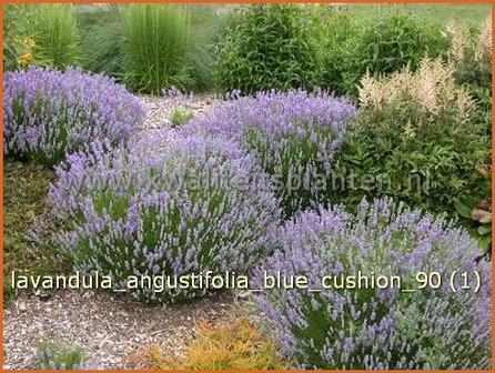 Lavandula angustifolia &#039;Blue Cushion&#039; | Lavendel