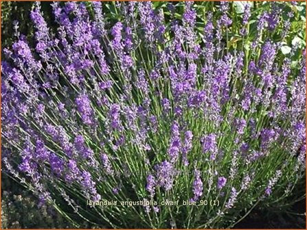 Lavandula angustifolia &#039;Dwarf Blue&#039; | Gewone lavendel, Echte lavendel, Lavendel | Echter Lavendel