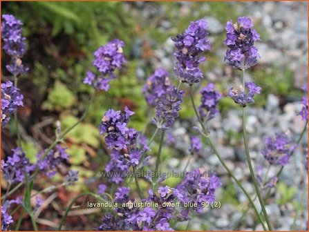 Lavandula angustifolia &#039;Dwarf Blue&#039; | Gewone lavendel, Echte lavendel, Lavendel | Echter Lavendel