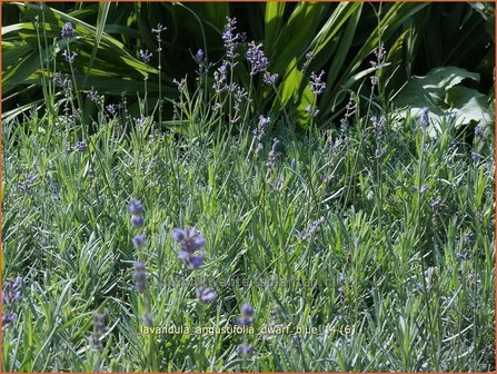 Lavandula angustifolia &#039;Dwarf Blue&#039; | Gewone lavendel, Echte lavendel, Lavendel | Echter Lavendel