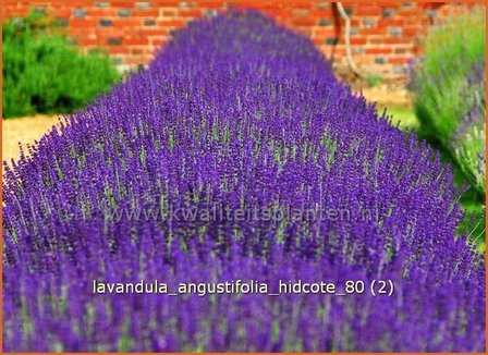 Lavandula angustifolia &#039;Hidcote&#039; | Echte lavendel, Gewone lavendel, Lavendel | Echter Lavendel