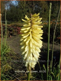 Kniphofia &#039;Ice Queen&#039; | Vuurpijl, Fakkellelie