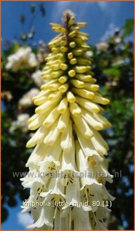 Kniphofia &#039;Little Maid&#039; | Vuurpijl, Fakkellelie