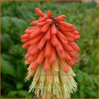 Kniphofia uvaria | Vuurpijl, FakkellelieKniphofia uvaria | Vuurpijl, Fakkellelie