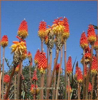 Kniphofia uvaria | Vuurpijl, Fakkellelie