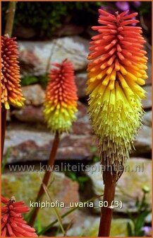 Kniphofia uvaria | Vuurpijl, Fakkellelie