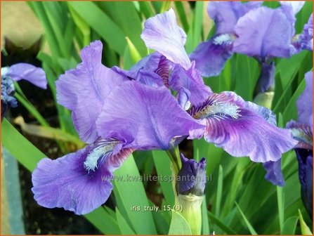 Iris &#039;Truly&#039; | Zwaardlelie, Iris, Lis