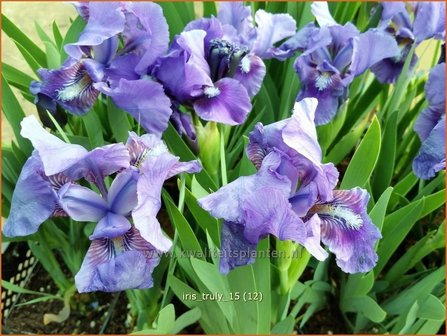 Iris &#039;Truly&#039; | Zwaardlelie, Iris, Lis