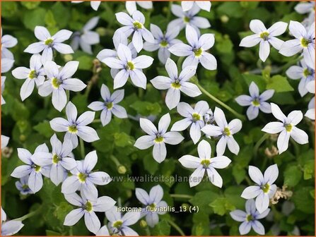 Isotoma fluviatilis | Laurentia