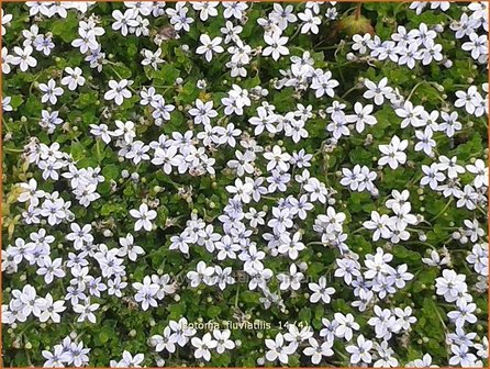 Isotoma fluviatilis | Laurentia