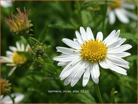 Kalimeris incisa &#039;Alba&#039; | Zomeraster