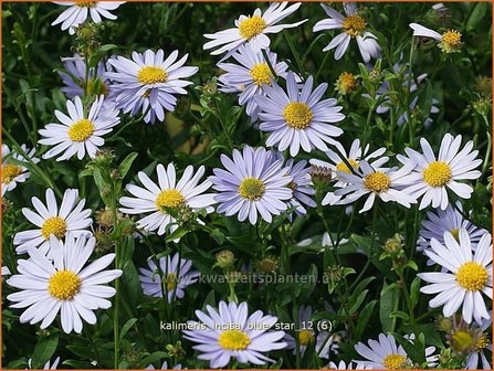 Kalimeris incisa &#039;Blue Star&#039; | Zomeraster