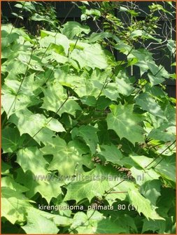 Kirengeshoma palmata | Japanse wasbloem