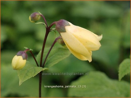 Kirengeshoma palmata | Japanse wasbloem