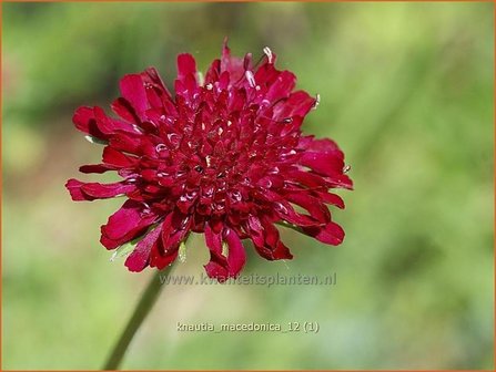 Knautia macedonica | Beemdkroon