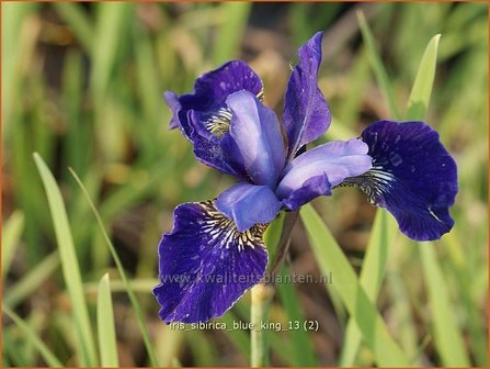 Iris sibirica &#039;Blue King&#039; | Iris, Lis, Siberische iris