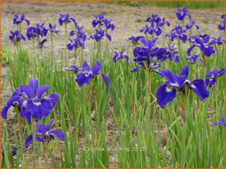 Iris sibirica &#039;Blue King&#039; | Siberische iris, Lis, Iris