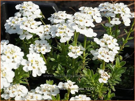 Iberis sempervirens &#039;Snowflake&#039; | Scheefbloem, Scheefkelk