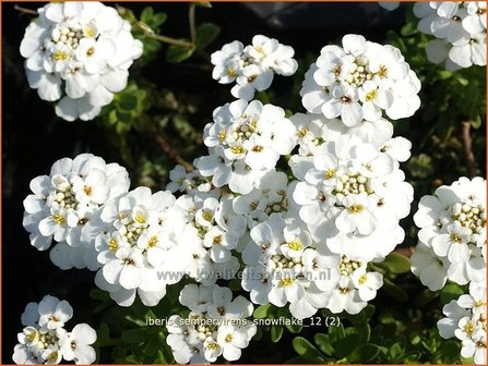 Iberis sempervirens &#039;Snowflake&#039; | Scheefbloem, Scheefkelk