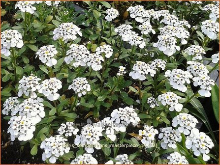 Iberis sempervirens &#039;Snowflake&#039; | Scheefbloem, Scheefkelk