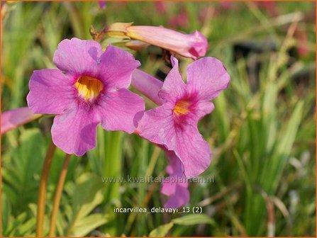 Incarvillea delavayi | Tuingloxinia