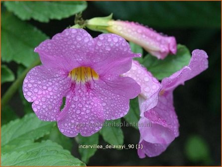 Incarvillea delavayi | Tuingloxinia