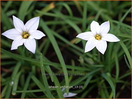 Ipheion uniflorum | Oudewijfjes, Voorjaarsster