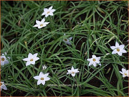 Ipheion uniflorum | Oudewijfjes, Voorjaarsster