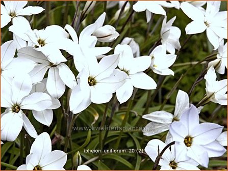 Ipheion uniflorum | Oudewijfjes, Voorjaarsster