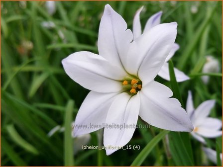 Ipheion uniflorum | Oudewijfjes, Voorjaarsster