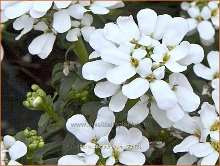 Iberis sempervirens | Scheefbloem, Scheefkelk