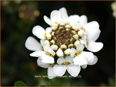 Iberis sempervirens &#039;Appen-Etz&#039; | Scheefbloem, Scheefkelk