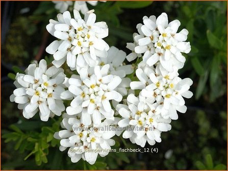 Iberis sempervirens &#039;Fischbeck&#039; | Scheefbloem, Scheefkelk