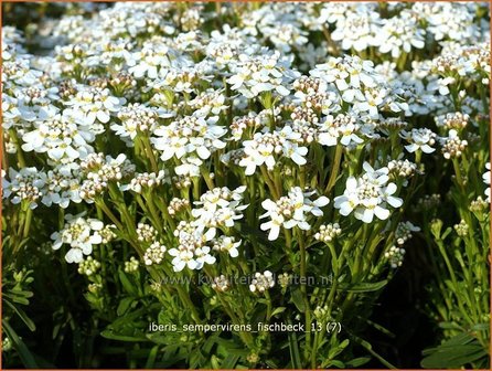 Iberis sempervirens &#039;Fischbeck&#039; | Scheefbloem, Scheefkelk