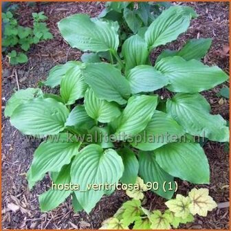 Hosta ventricosa | Hartlelie, Funkia