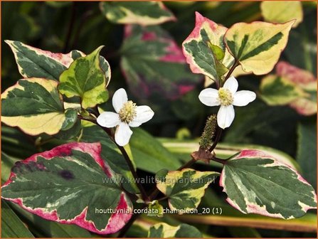 Houttuynia cordata &#039;Chameleon&#039; | Moerasanemoon, Dokudami