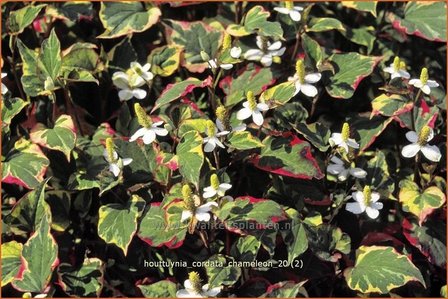 Houttuynia cordata &#039;Chameleon&#039; | Moerasanemoon, Dokudami